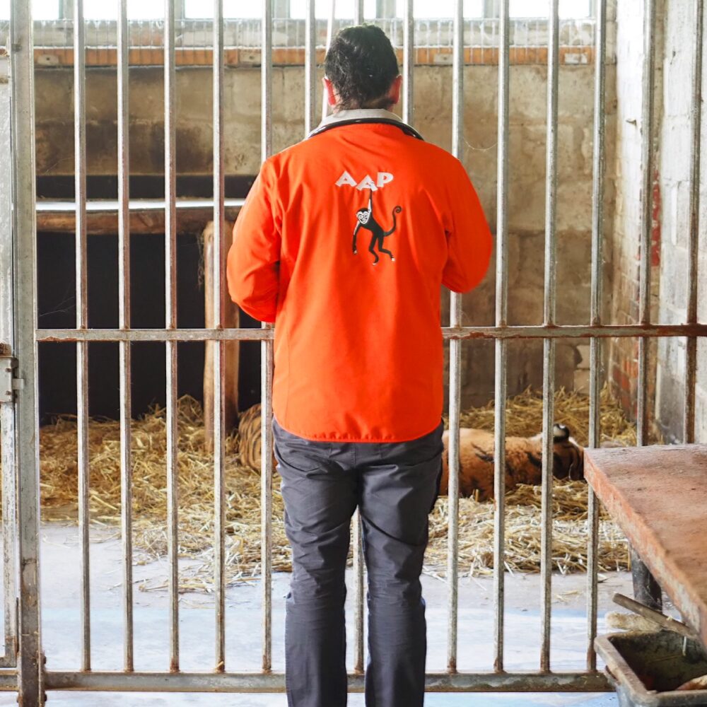 Redding van tijger Tonga