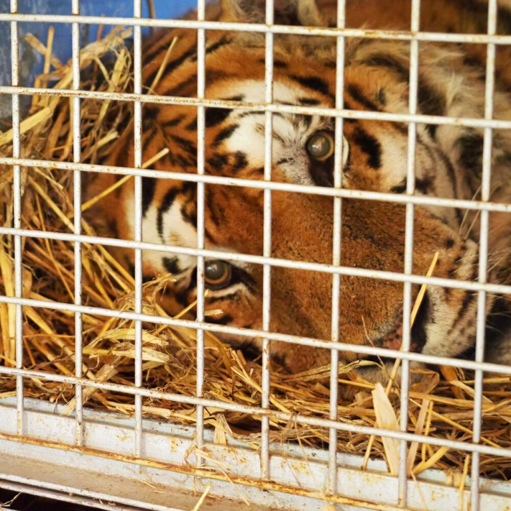 Redding tijger Tonga Duitsland