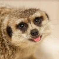 Meerkat AAP