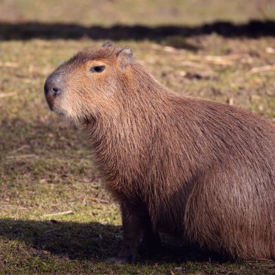 Capibara