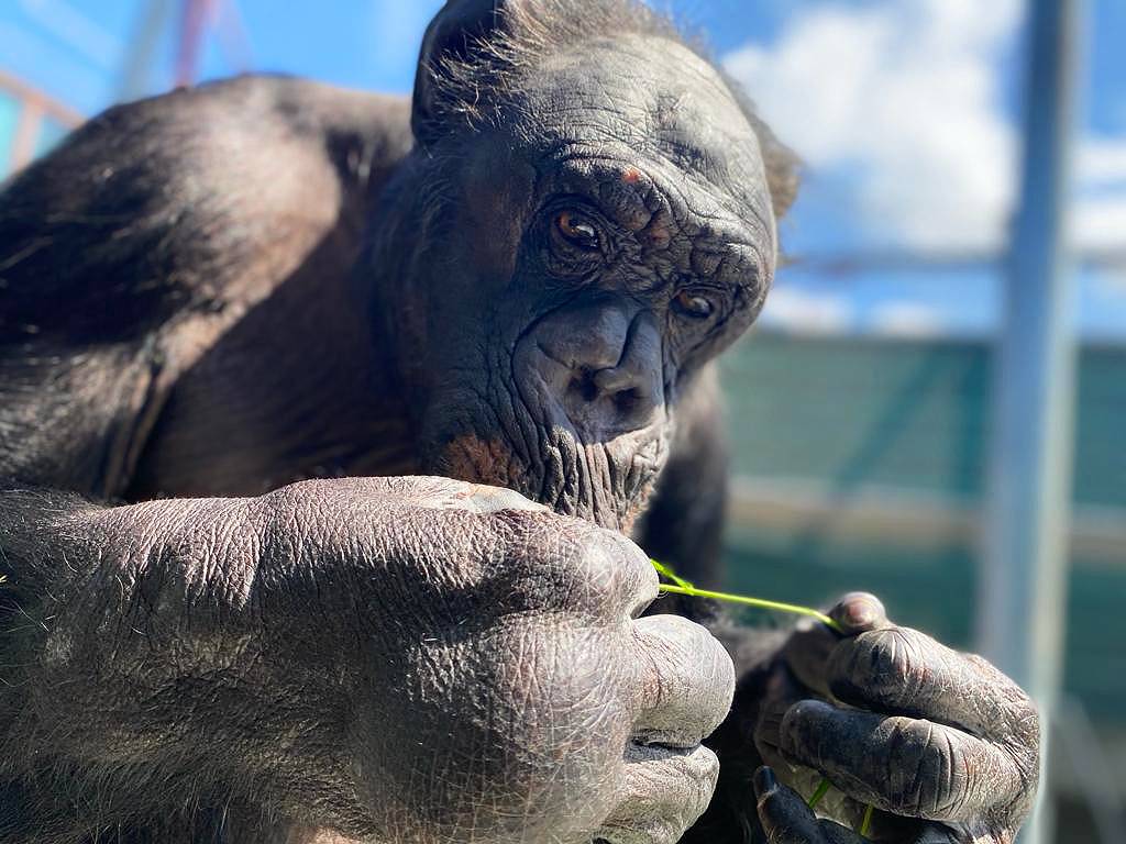 Fiffy met grassprietje
