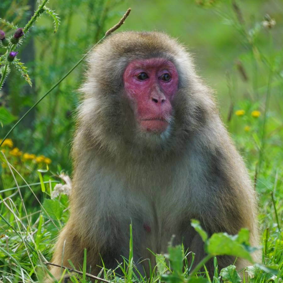 Japanse makaak Forza