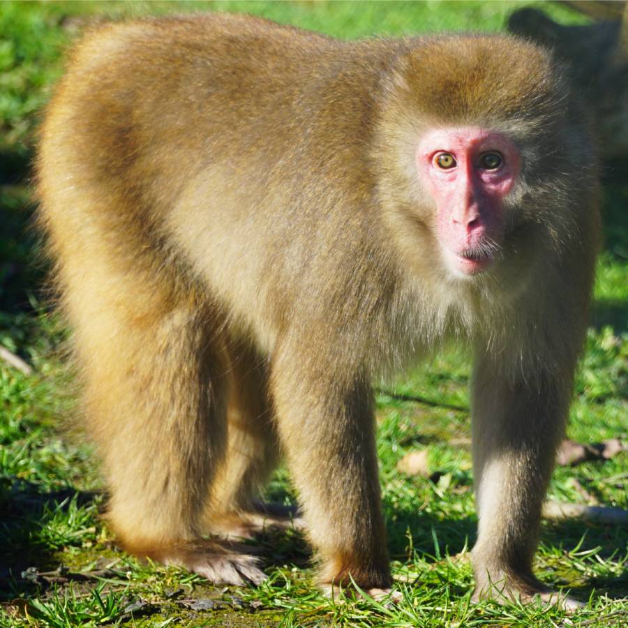 Japanse makaak Kichi