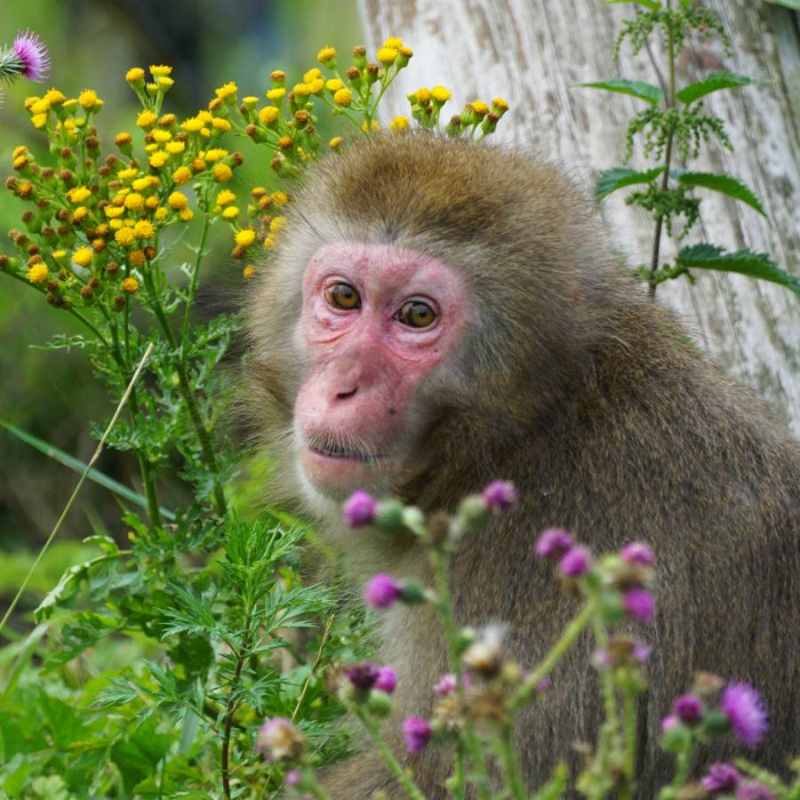 Japanse makaak Mai