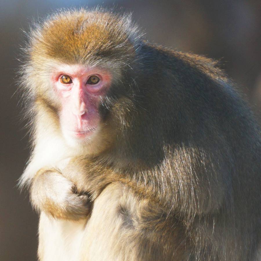 Japanse makaak Mayar.