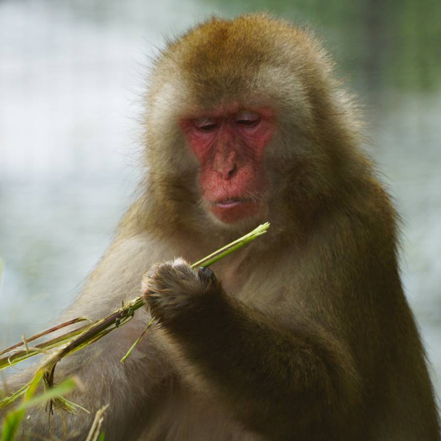 Japanse makaak Noriko