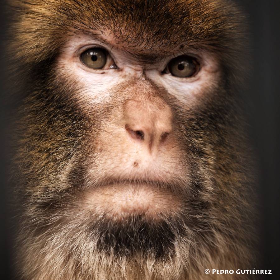 Drie Duitse berberapen naar Spanje