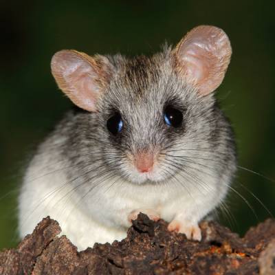 Acacia Rat