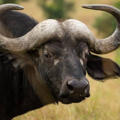 Afrikaanse Buffel