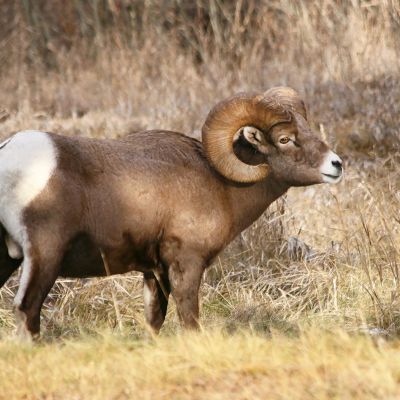 Argali