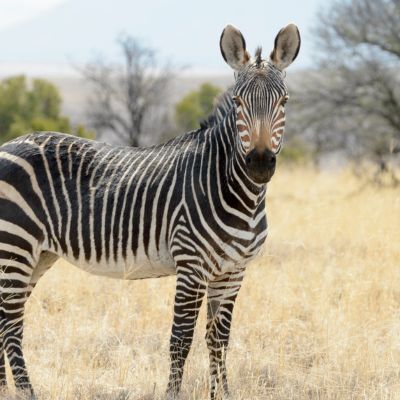 Bergzebra