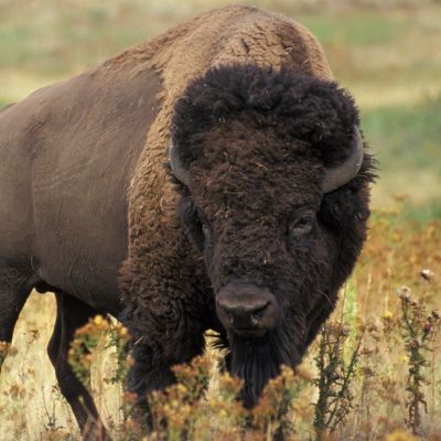 Bizon