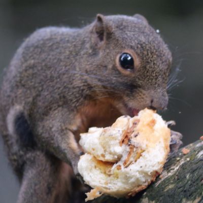Borneo zwartgestreepte eekhoorn