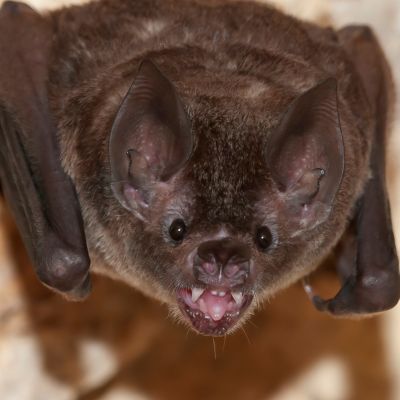 Brilbladneusvleermuis