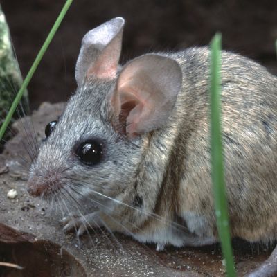 Cactusmuis
