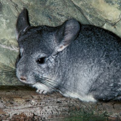 Chinchilla
