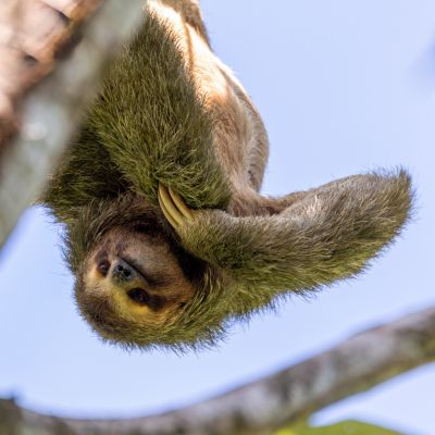 Drievingerige luiaard