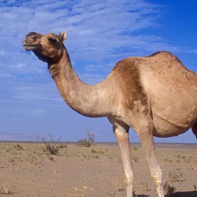 Dromedaris