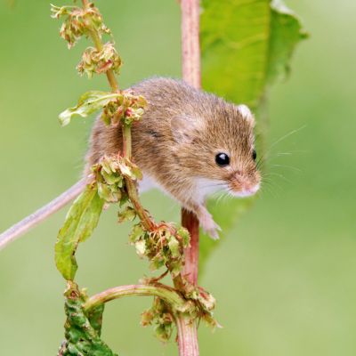 Europese dwergmuis