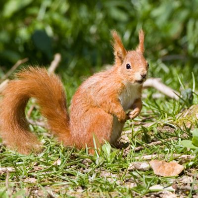 Europese rode eekhoorn