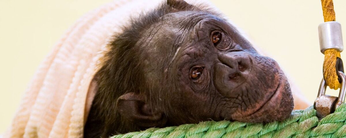 Chimpansee Fiffy