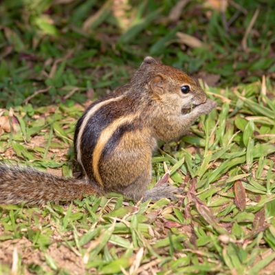 Finlaysonklapper- eekhoorn