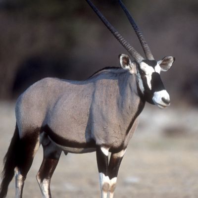 Gemsbok