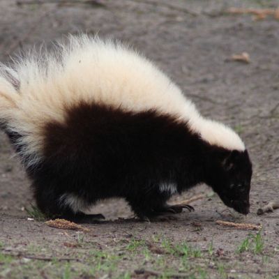 Gestreepte skunk / stinkdier