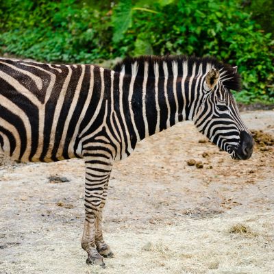 Grévyzebra