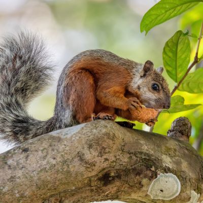 Grote gevlekte boomeekhoorn