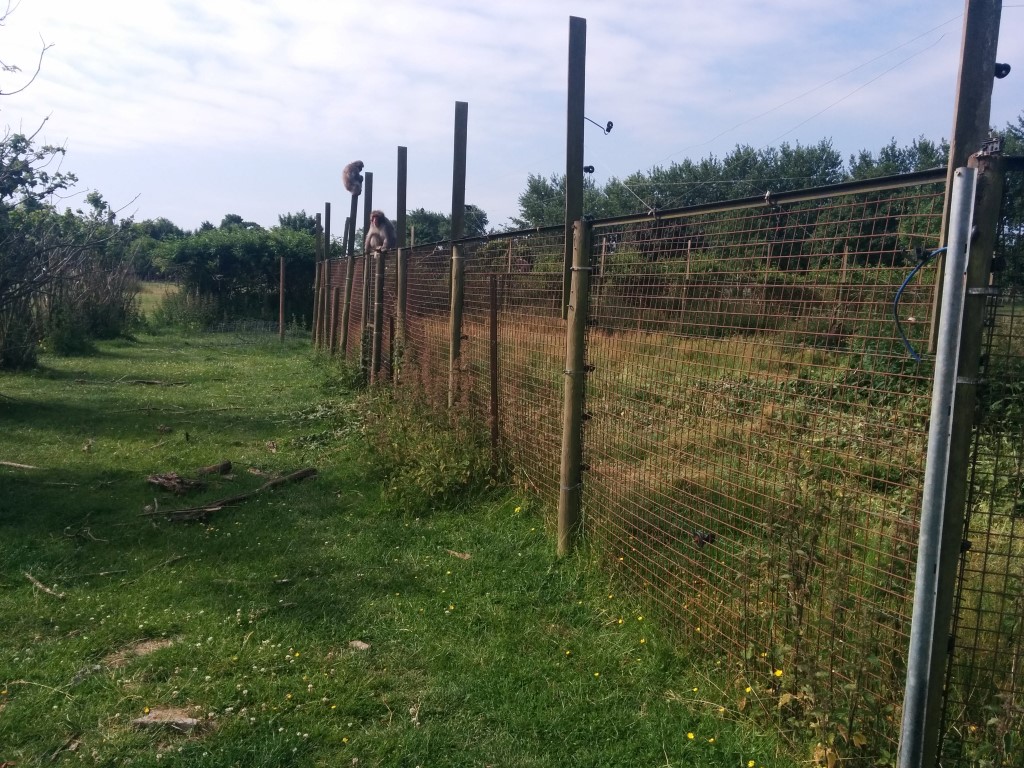 Japanse makaken Frankrijk