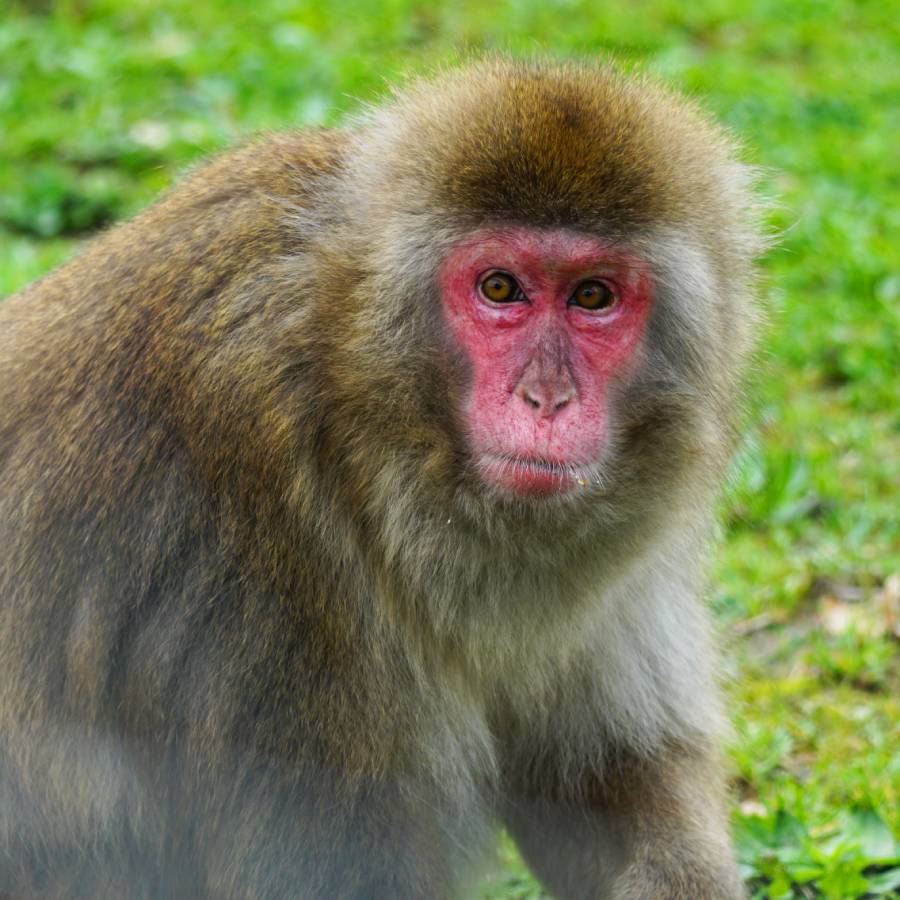 Japanse makaak Julia