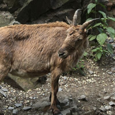 Kaukasische toer / Koebantoer