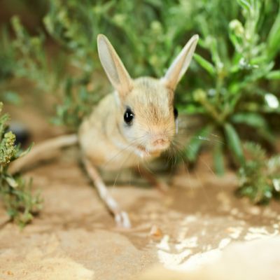 Kleine woestijnspringmuis