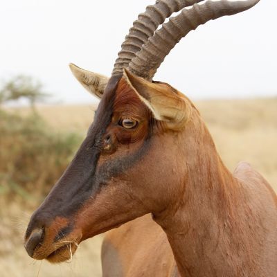 Lierantilope