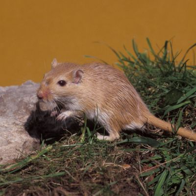 Mongoolse gerbil