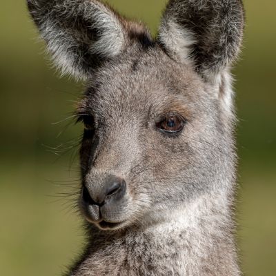 Oostelijke grijze reuzenkangoeroe