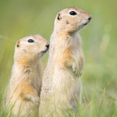 Richardson-grondeekhoorn