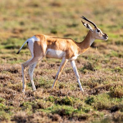 Soemmerringgazelle