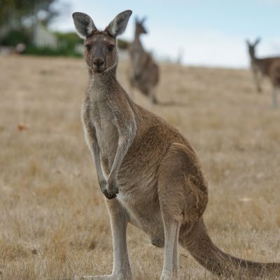 Westelijke grijze reuzenkangoeroe