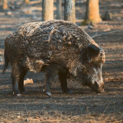 Wild zwijn