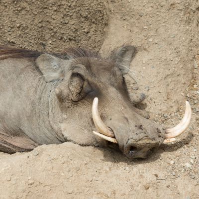 Woestijnknobbelzwijn