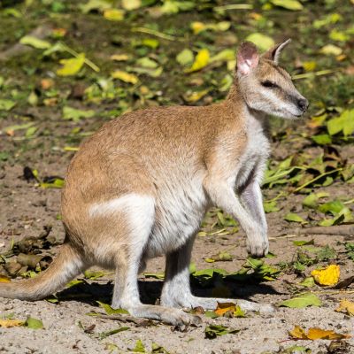 Zandwallaby