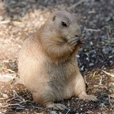 Zwartstaart- prairiehond