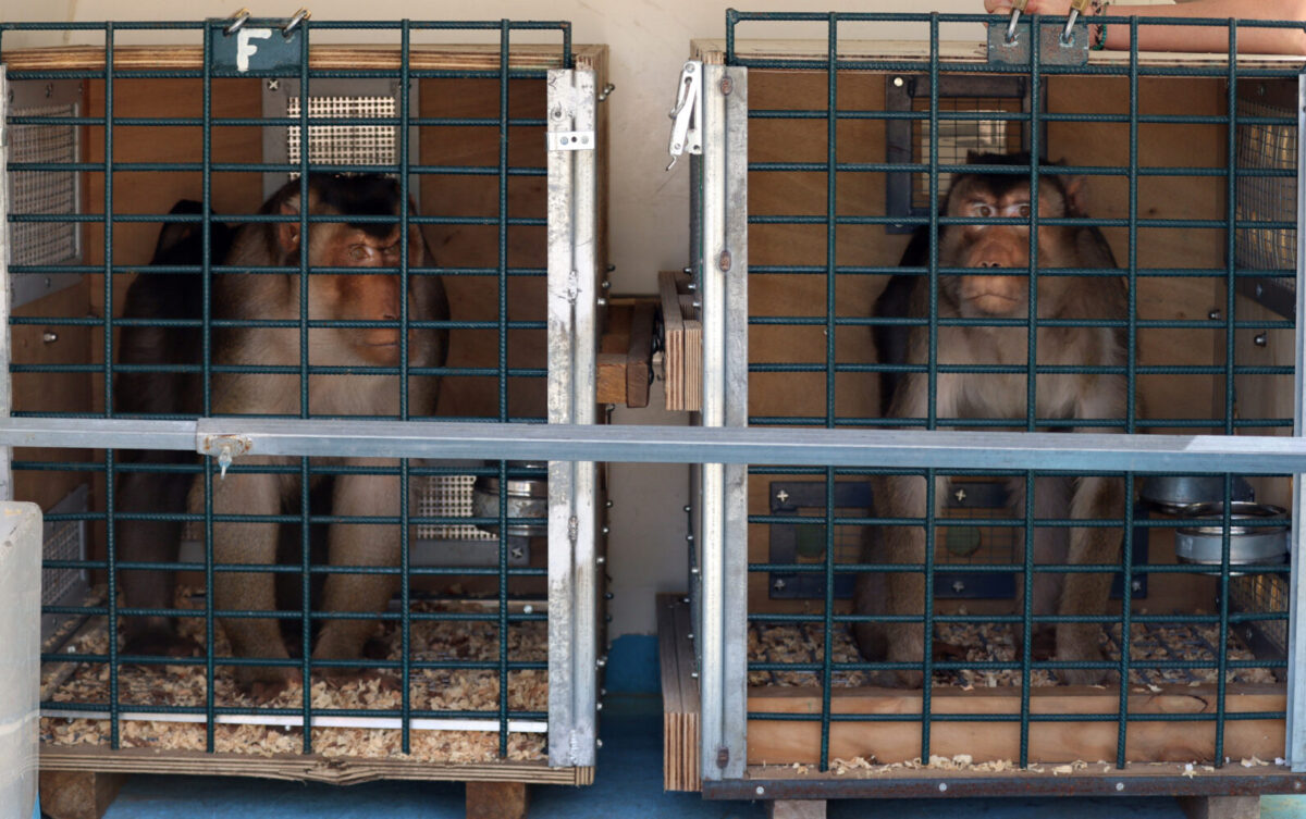 Lampongapen Tomac en Calimero herplaatst