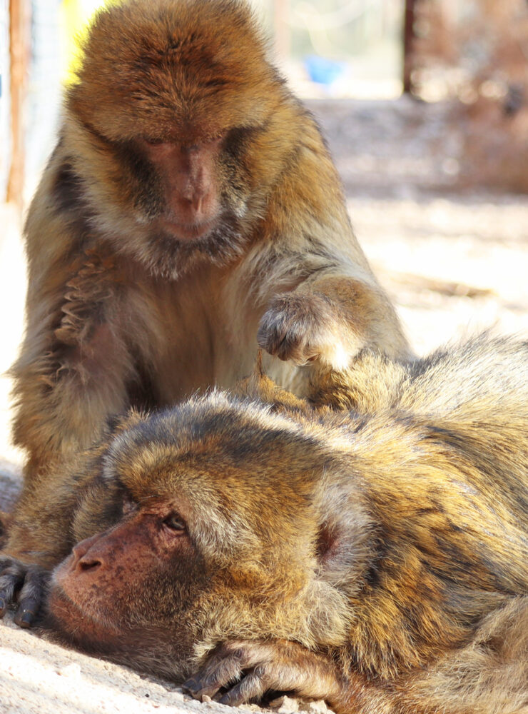 Josefa en Morito