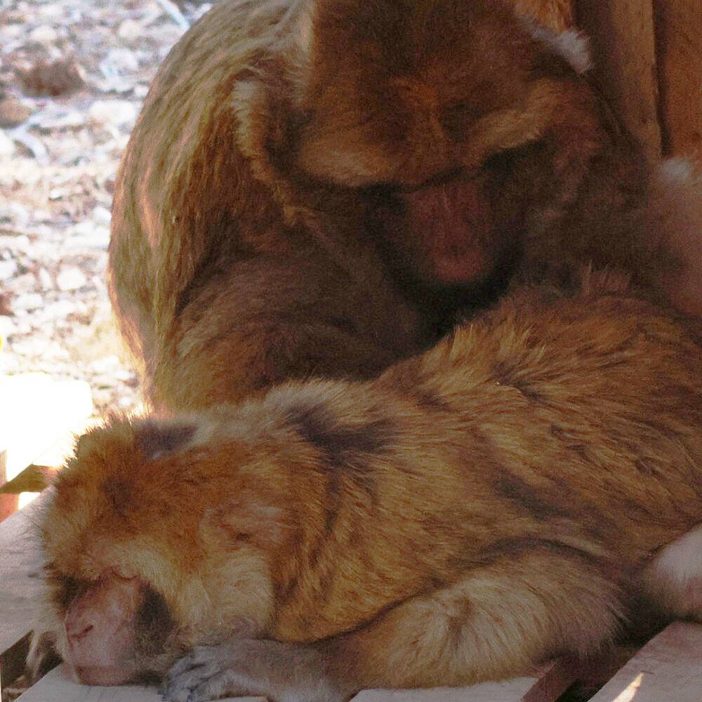 Morito en Sarita