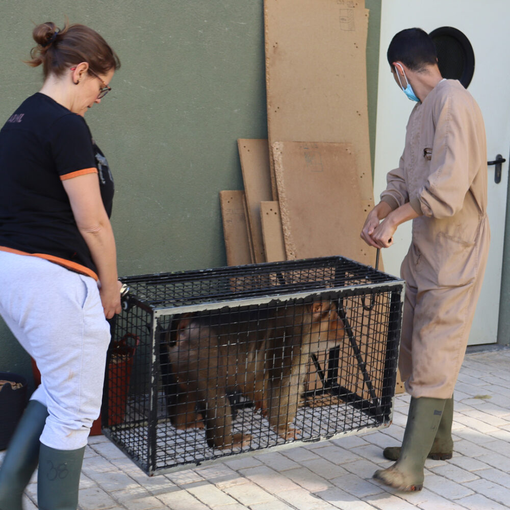 Tomac in de transportkist