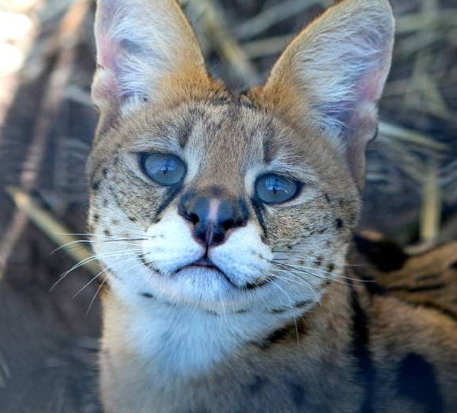 Apetrots op NL positieflijst - serval