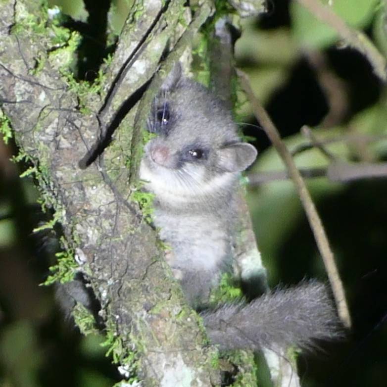 Afrikaanse dwergrelmuis
